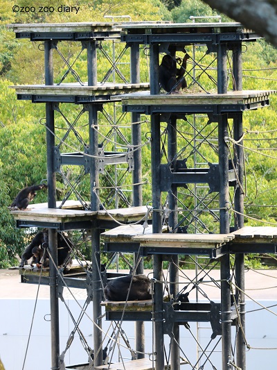 平川動物公園　チンパンジーの群れ　タワー